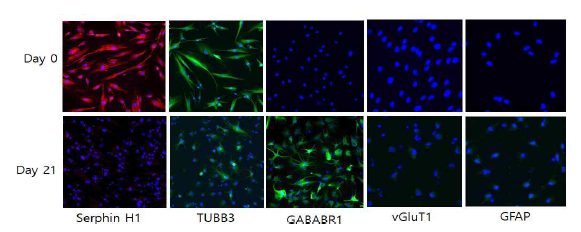 직접교차분화 신경세포의 neuron marker 단백질 발현
