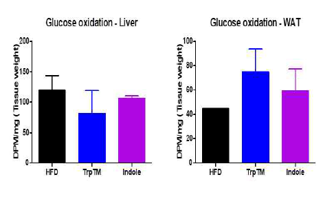 복강투여한 마우스의 간, 지방조직에서 14C-glucose 산화능