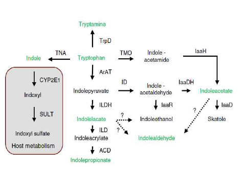 장내미생물 특이적으로 생성되는 tryptophan catabolites (Nature Communications, 2018)