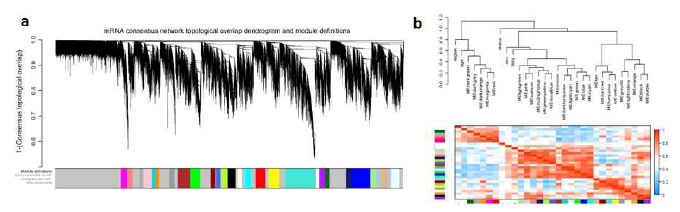 Dendrogram of gene modules for mRNA network and module-module correlation heatmap