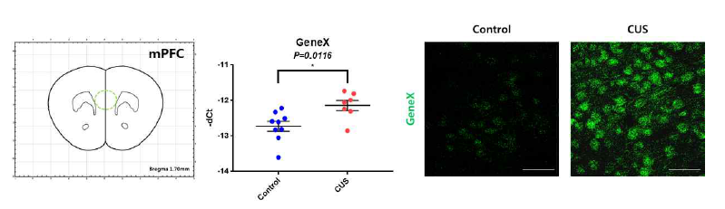 CUS에 의해 나타나는 마우스 내측전전두엽피질에서의 표적유전자 발현증가