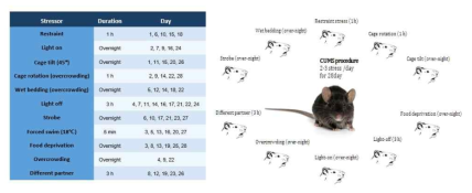 우울증 동물모델 확립을 위한 만성 미예측성 스트레스 일정