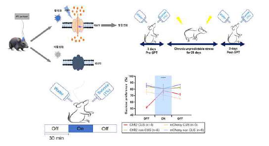 의 광유전학적 기법에 의한 CUS 유도 우울증 행동의 회복