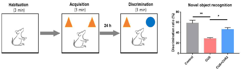 Novel object recognition test에서 광유전학 기법의 적용