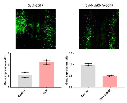 PFC에서 syt4의 과발현 및 억제 바이러스 접종 후 syt4 mRNA 발현량 변화
