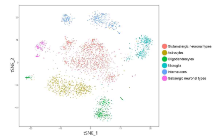 단일 신경세포 특이적 전사체 분석을 통한 전전두엽의 신경세포들의 유형별 clustering 결과