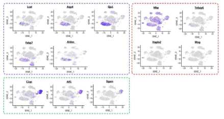 단일 신경세포 특이적 전사체 분석을 통한 PFC 비신경세포들의 분류. Astrocytes (청색), Oligodendrocytes (적색), Microglia (녹색)