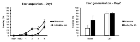 공포조건화 실험에서 ErbB4 KO 생쥐 모델이 대조군보다 적은 수준의 freezing을 보였으나 24시간 후에 novel cue에서 반응하여 공포반응을 보이는 공포 일반화 현상이 대조군보다 더 많이 나타남