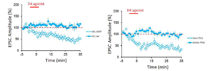편도체 측핵에 추체신경세포 (Pyramidal neuron)에서 ITCd와 CEl로의 흥분성 신호세기가 도파민 수용체4 길항제 (D4 agonist)에 의해 감소현상이 CORT 복강주사군에서 특이적으로 발견됨