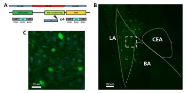 c-fos tTA 유전자 변형 마우스와 Tet-Off 시스템을 함께 사용하여 편도체의 측핵에서 공포 조건화 학습에 의해 활성화 된 세포를 표지함