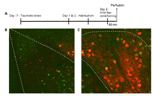 Stress-induced PTSD 마우스모델에서의 활성 신경세포 표지. (A) 트라우마 스트레스를 통한 PTSD 마우스모델 실험방법 요약. (B) 편도체 측핵에서의 활성세포 표지. (C) 편도체 중심핵에서의 활성세포 표지. 초록, 공포조건화 학습으로 인해 활성화 된 신경세포; 빨강, 트라우마 스트레스로 인해 활성화된 신경세포