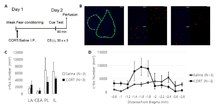 CORT-induced PTSD 마우스모델에서의 활성 신경세포 표지. (A) CORT 복강주사로 유도한 PTSD 동물모델을 이용한 실험방법 요약. (B) CORT를 복강주사한 마우스의 편도체와 편도체 기저핵에서의 c-fos 발현 (좌, 중), Saline을 복강주사한 대조군 마우스의 편도체 기저핵에서의 c-fos 발현. (C) 편도체 측핵, 중심핵, 전전두엽에서의 c-fos 발현 비교. (D) 편도체 기저핵에서의 c-fos 발현 비교