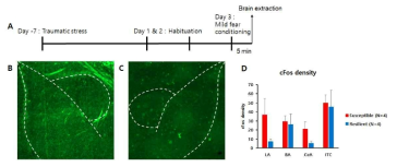 Stress-induced 마우스 모델을 이용한 스트레스에 취약한 마우스 그룹과 스트레스에 저항성이 있는 마우스 그룹 간의 c-fos mRNA 발현정도 비교