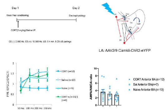 CORT-induced PTSD 동물모델과 대조군 사이의 편도체 내 시냅스 가소성 비교. CORT-induced PTSD 모델에서만 편도체 측핵 추체신경세포의 시냅스 내 신경전달물질 분비 비율이 높은 것으로 나타남