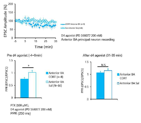 CORT-induced PTSD 동물 모델에서의 DRD4의 역할. DRD4 길항제 처리 후 CORT 복강주사군의 흥분성 신호세기가 약화되었으며, 신경전달 물질 분비 비율이 대조군과 유사하게됨을 관찰함