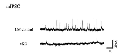 ErbB4 KO PTSD 동물모델의 편도체 중심핵 내 억제성 뉴런의 mIPSC 비교. ErbB4 KO 마우스의 경우 시냅스 내 소낭 속 신경전달물질의 양이 적고, 분비 빈도가 적은 것을 확인함