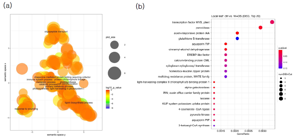 꼬리명주나비의 특이적 섭식에 대한 전사체 변화 분석 결과. (a) GO enrichment analysis (REVIGO); (b) KEGG Orthology enrichment analysis