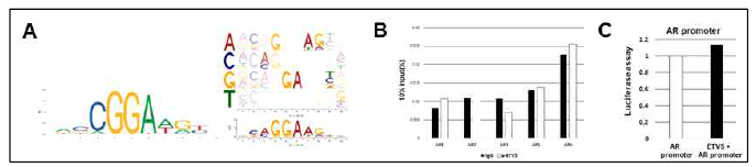 ETV5에 의한 AR 발현 간접 조절. A) ETV5 결합 DNA 서열(JASPAR). B) ETV5 ChIP-qPCR 결과. AR 프로모터에 ETV5가 결합하지 않음. C) ETV5가 AR 프로모터의 활성에 직접적인 영향을 주지 않음