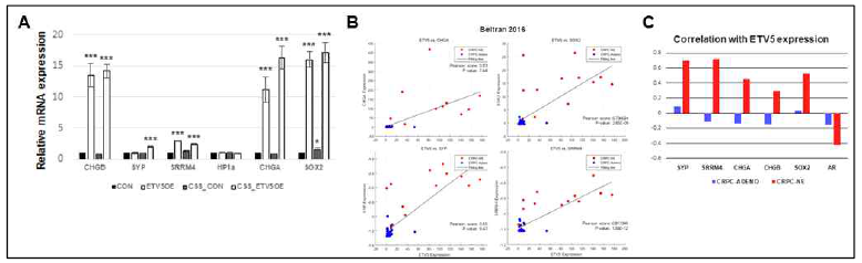 ETV5 과발현에 의한 NEPC 형질 획득. A) ETV5 과발현에 의한 NEPC 마커 유전자 발현 변화 확인. ETV5 과발현에 의해 여섯 종류 중, 네 종류의 마커 유전자가 유의미하게 증가함. 호르몬 제거 이후, SYP 유전자 또한 발현이 증가함. B,C) CRPC-Adeno, CRPC-NE 환자에서 ETV5와 NEPC 마커유전자 발현 사이의 Pearson 상관관계 (Beltran, 2016)