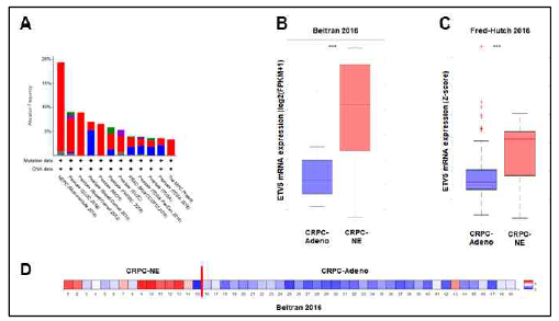 ETV5와 환자의 전립선암 사이의 상관관계. A) 다양한 타입의 전립선암 환자 연구에서의 ETV5의 mRNA 발현량 확인. B-D) CRPC-Adeno와 CRPC-NE 환자 샘플에서의 ETV5 발현량 비교. (B,D) Beltran (2016), (C) Fred-Hutch (2016)
