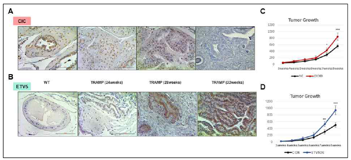 ETV5와 마우스 전립선암 진행의 상관관계 및 암 생장과의 연관성. A,B) TRAMP 마우스 모델에서 전립선암 진행에 따른 CIC (A), ETV5 (B) 의 발현 양상. 각 24, 28, 32 주령의 TRAMP 마우스에서 주령에 따라 CIC의 발현이 감소하고, ETV5의 발현이 증가하는 것을 확인함 (n=5, 5, 5). C,D) CIC 넉다운 (C) 과 ETV5 과발현 (D) LNCaP 세포주로 진행한 이종이식 결과, 암이 더 빠르게 생장하는 것을 확인함