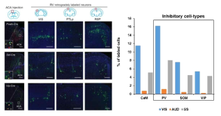 ACA(cingulate cortex, 대상피질)의 4종류 세포 타입으로 유입하는 시각(VIS), 청각(AUD), 체성감각(SS) input neuron의 수. 주로 시각피질에서의 유입이 두드러지며, 특히 PV+뉴런으로의 유입이 큼