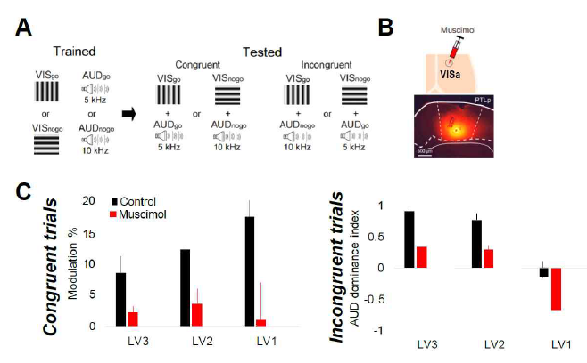 시청각 통합에 중요한 영역으로 매핑된 PPC의 VISa 영역에 Muscimol(GABA-A receptor agonist)을 처리하여 국소적으로 비활성화 시킬 경우, 생쥐의 시청각 통합 인지 행동에 변화가 생김을 확인함. (A) 생쥐용 시청각 식별 행동 패러다임. 두가지 종류의 시각 자극과 청각 자극을 Go, No-go 자극으로 식별하도록 훈련시킨 뒤, 시청각 정보가 일치하거나(Congruent) 불일치하도록(Incongruent) 주었을 때 동물이 어떠한 의사결정을 하는지 정량적으로 모니터링 함. (B) VISa 영역에 국소적으로 Muscimol을 주입하여 불활성화 시킨 모식도(아래 이미지는 실제 생쥐 후두정피질(PTLp)에 주입된 Muscimol을 확인한 사 진). (C) 왼쪽) Congruent 한 시청각 자극에 대해 Control 생쥐는 보다 더 잘 식별하여 행동하는 반면, Muscimol을 처리한 그룹의 경우 식별 능력이 향상되지 못함을 확인함. 이는 시청각 통합에 의한 정보 처리 능력이 결핍됨을 나타냄. 오른쪽) Incongruent 한 시청각 자극에 대해 Control 생쥐는 청각 우세(AUD dominance)한 의사결정을 하는반면, PPC에 Muscimol을 처리한 생쥐는 그러한 청각 우세성이 사라짐을 확인함