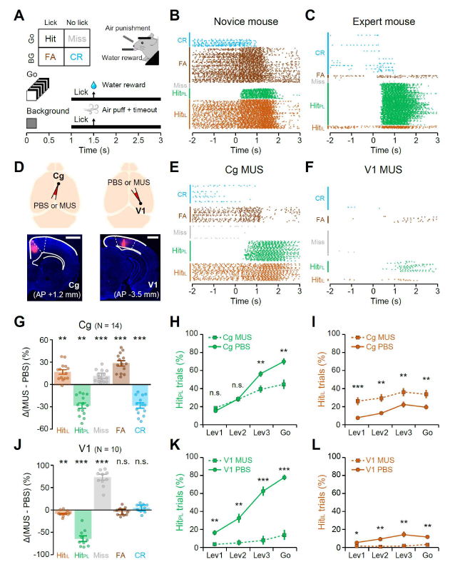 생쥐의 Cg(대상피질, ACA)와 V1(시각피질)에 Muscimol(MUS)을 처리한 경우, 시각 식별 행동의 변화가 나타남을 확인함. Cg는 시각피질로부터 강한 input을 받는 것으로 매핑되었으며(그림 4), 실제로 시각 식별 행동을 보이는 생쥐에서 MUS 처리에 의하여 시각 식별 행동에 오류가 나타남을 확인함. (A-C) 머리가 고정된 생쥐에게 빛 자극을 주고, 이러한 빛 자극을 지각하면 물을 핥는 행동(lick)을 보이도록 훈련시키는 시각 식별 행동 패러다임. 훈련되지 않은 생쥐(Novice)의 경우 impulsive licking(Hit_IL 및 FA)이 상당이 강하게 관찰되는 반면, 잘 훈련된 생쥐(Expert)는 시각자극을 보고 난 뒤에 licking(Hit_PL)하는 행동을 보임. (D) 잘 훈련된 생쥐의 Cg 또는 V1에 MUS를 주입하여 국소적으로 비활성화 시킬 경우 나타나는 licking 행동 변화
