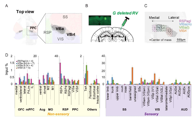 (A-B)후두정피질(PPC, posterior parietal cortex)에 G-deleted rabies virus(RV)를 미세주입한 뒤, 전 피질 내 후두정피질로 유입되는 non-sensory vs. sensory input을 매핑함. (C) PPC는 VISa와 VISrl로 생쥐 피질 내 medial-lateral axis상에 구조적으로 분화되어 있으며, 이 영역을 RSPagl, VISa(m), VISa(l), VISrl의 네 영역으로 세분화하여 retrograde tracing을 통하여 각 영역으로 유입하는 두뇌 영역을 mapping 함. (D) 네 영역으로 유입하는 non-sensory 피질 및 sensory 피질의 유입 패턴 분석 결과, VISa 영역으로 Somatosensory(SS), visual(VIS), auditory(AUD) 감각 피질로부터 유사한 정도의 converging input을 받고 있음을 확인함 (blue, green bars). 반면, RSPagl과 VISrl의 경우 강한 visual input을 받고 있음을 확인함