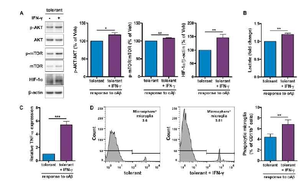 Aβ가 처리된 상황에서 IFN-γ에 의해 회복되는 미세아교세포의 면역반응과 기능