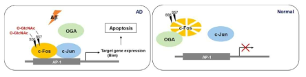 AD 환경에서 O-GlcNAcylation에 의해 조절 받는 c-Fos 단백질의 모식도