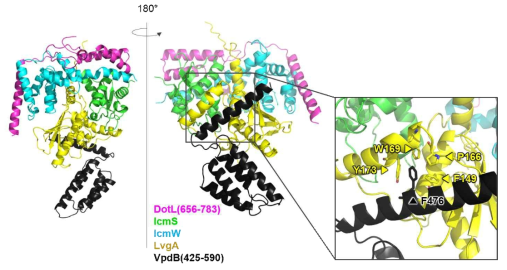 DotL CTE complex-VpdB(425-590) complex의 고해상도 구조. VpdB F146이 LvgA와의 결합에 결정적인 역할을 함을 알 수 있다