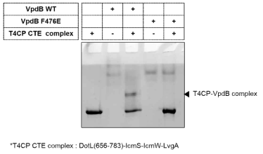 VpdB F476을 hydrophilic한 아미노산으로 치환하였을 때 T4CP CTE complex와 결합할 수 없다