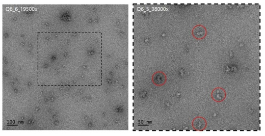 Negative staining EM image of InvC-OrgB-SpaO complex (좌: 19500X 배율 이미지, 우: 좌측 이미지 dash box에 있는 부분에 대한 38000X 배율 이미지)