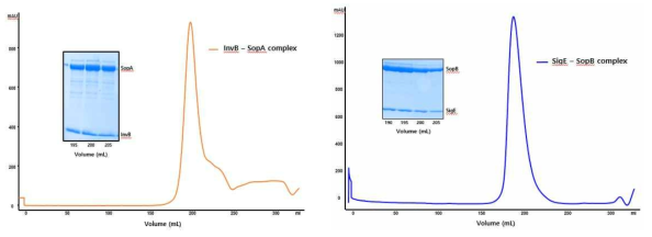 InvB-SopA complex (좌) 및 SigE-SopB complex의 size exclusion chromatography 정제 결과 (우)