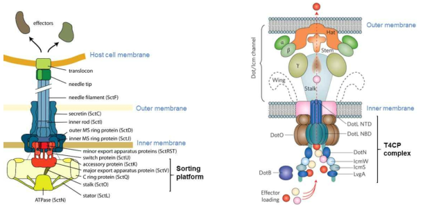 T3SS (왼쪽)와 T4SS (오른쪽)의 도식적 모습 [FEMS Microbiol Rev. 2014;38:802-22; Nat Microbiol. 2017;2:17125]. Sorting platform과 T4CP complex를 각각 표지함. 그 윗 부분은 secretion apparatus에 해당