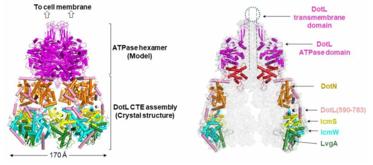 Hexameric Dot/Icm T4CP holocomplex의 구조 모델. (왼쪽) ATPase domain은 homology modeling 결과이며 그 아래의 assembly는 결정 구조. (오른쪽) 각 subunit의 위치를 표시하고 hexameric complex 내부에 존재하는 중앙통로와 큰 공간을 보임