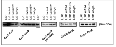 In vivo에서 Legionella strain 의 종류와 상관없이 동일한 effector 단백질들은 동량이 발현