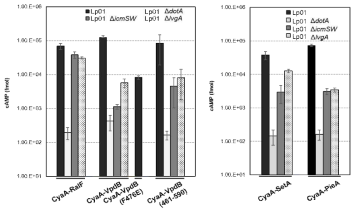 CyaA translocation assay. VpdB, SetA, PieA 모두 T4SS를 통해 분비되는 effector 단백질이며, 해당 분비에 IcmSW, LvgA이 기여함을 확인할 수 있다