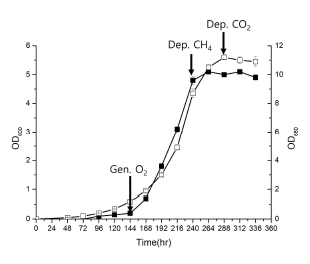 Flask 레벨에서 바이오가스를 이용한 MOB와 미세조류의 Co-cultivation. Symbols: (■) Methylosinussp. JR13, (□) Chlorella sorokiniana