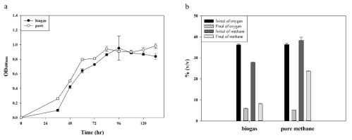 순수 메탄과 바이오가스를 이용한 Methylosinus sp. JR13 균주의 배양. 순수 메탄: 순수 산소의 비는 50:50이며, 바이오가스: 순수 산소의 비는 60:40임. (a) 시간에 따른 생장곡선, (b) 유리병 headspace 내 가스농도