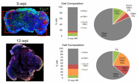 5주(상) 또는 12주(하) 배양한 미니뇌의 cell composition 분석: 초기 신경 마커(TUJ1)와 초기 뇌 마커(TBR2)의 비교