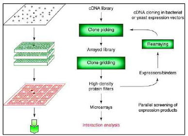 cDNA library를 이용한 expression vector 클로닝 원리와 분석연구의 flow chart