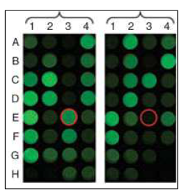 Ub-G76V-GFP 과발현 세포주에 발현된 단일 발현클론에 의한 2 set 형광 분석결과 제시