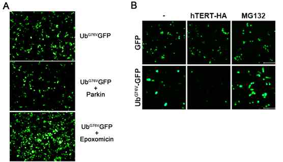 parkin (A) / hTERT (B) 과발현에 의한 UbG76V-GFP 형광 감소