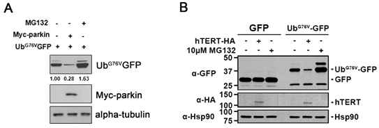 parkin (A) / hTERT (B) 과발현에 의한 UbG76V-GFP 단백질 발현 감소