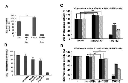 parkin/hTERT 과발현 (A & C) 혹은 녹다운 (B & D)에 따른 proteasome 활성 변화