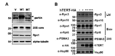 parkin (A) / hTERT (B) 과발현에 따른 proteasome 구성 단백질의 발현 확인