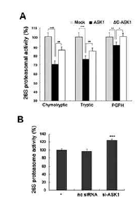 ASK1 과발현 (A) 혹은 녹다운 (B)에 따른 proteasome 활성 변화