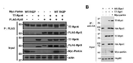 Parkin에 의한 non-ATPase와 ATPase 서브유닛간의 결합 증가